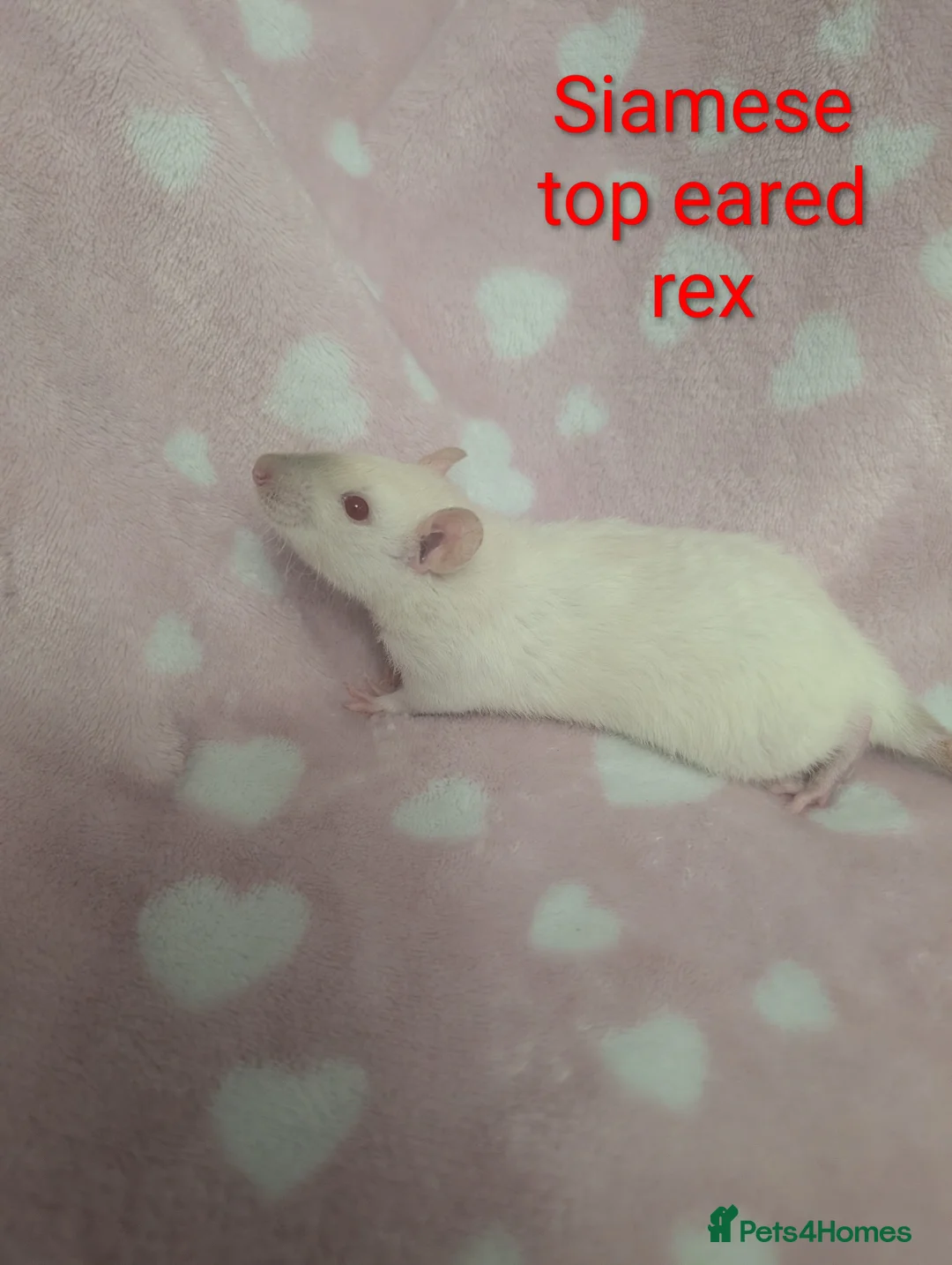 Rat rodents for sale: Two stunning rex girls left x - Advert 2
