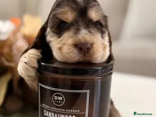 Cocker Spaniel dogs Show type cocker spaniels - Advert 1