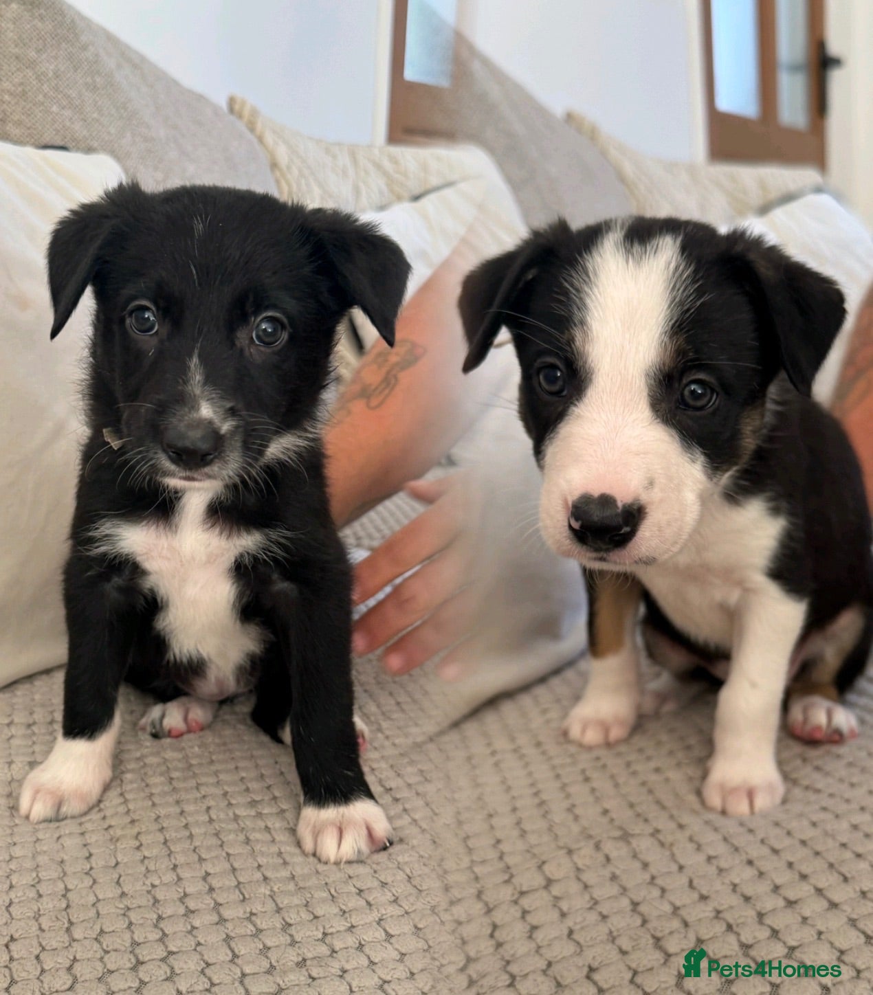 Border Collie dogs 🎀last two girls ready to leave 13th August🐾 - Advert 3