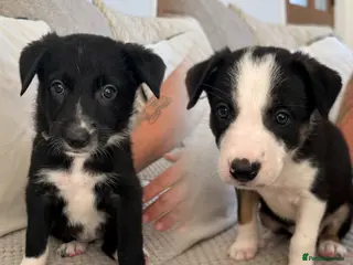 Border Collie dogs 🎀last two girls ready to leave 13th August🐾 - Advert 3