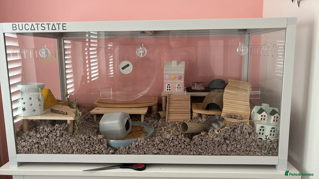 Hamster rodents for sale: Male Hamster with full set up  - Advert 1