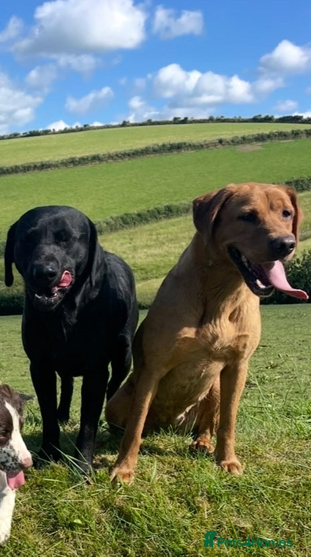 Labrador Retriever dogs for sale: 1 golden/ yellow boy Labrador puppies left - Advert 3