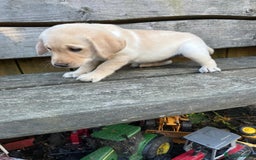 Labrador Retriever dogs for sale: Lovely Labrador pups - Image 11