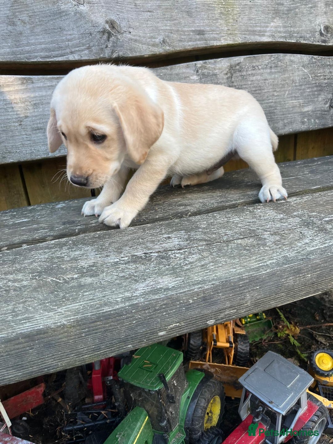 Labrador Retriever dogs for sale: Lovely Labrador pups - Image 11
