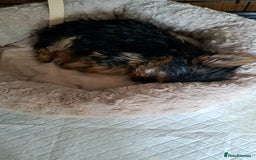 Yorkshire Terrier dogs for sale: Miniature yorkshire terrier  - Image 10