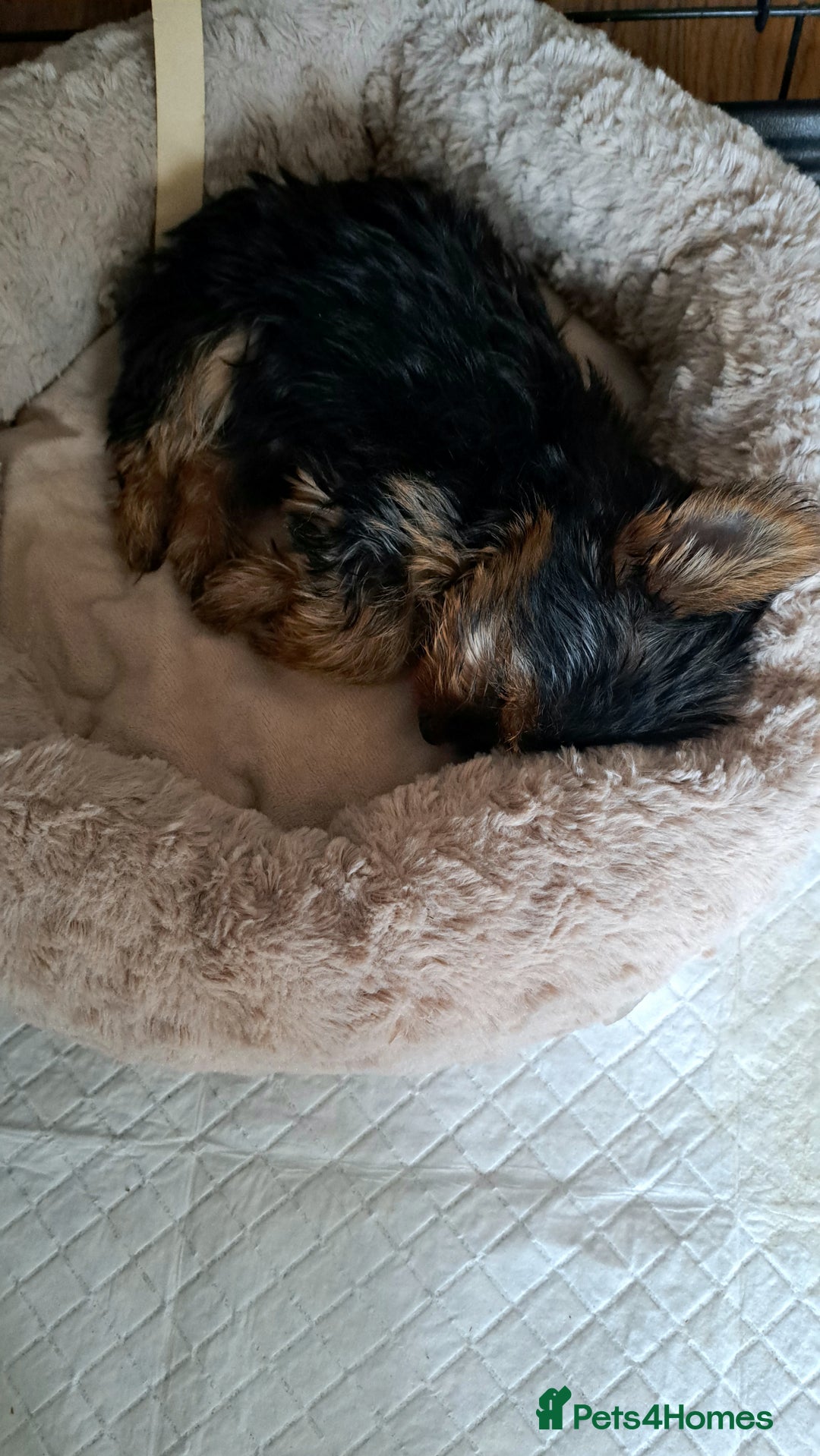 Yorkshire Terrier dogs for sale: Miniature yorkshire terrier  - Image 10