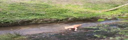 Springador dogs for sale: Springerdor for rehoming - Advert 2