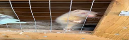 Ferret rodents for sale: 8 ferrets for sale  - Advert 10