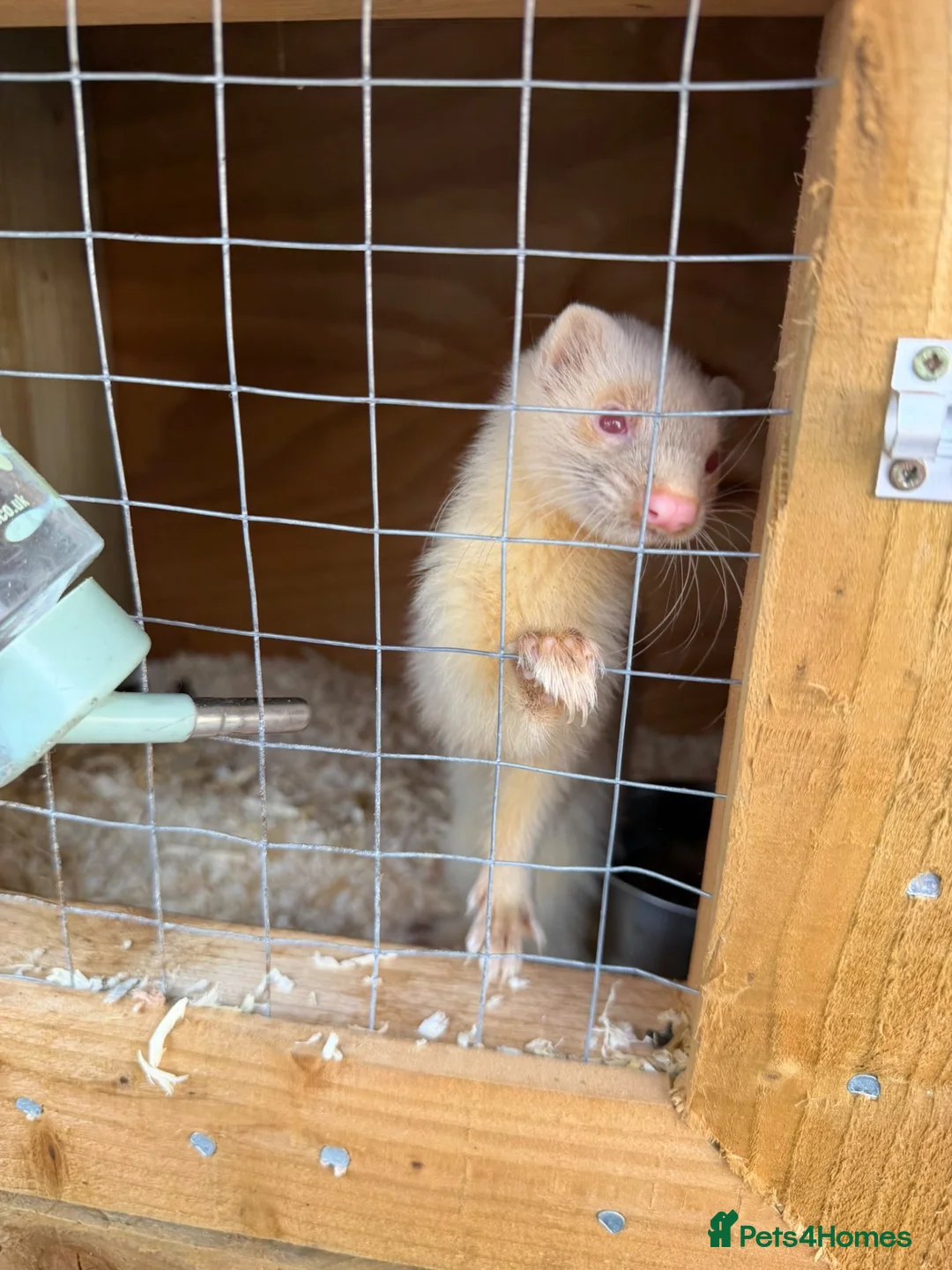 Ferret rodents for sale: 8 ferrets for sale  - Advert 10