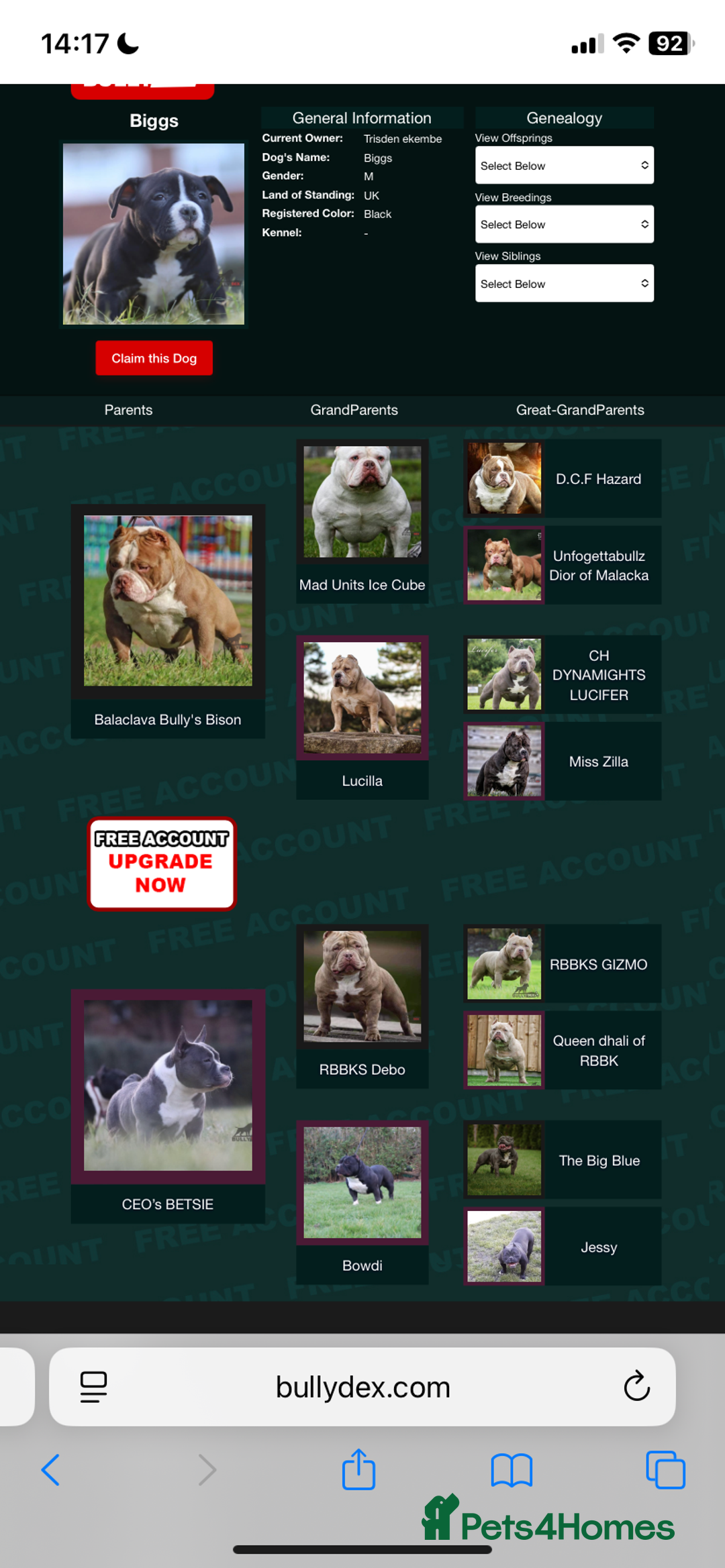 American Bully dogs for stud: Biggs for stud - Image 5
