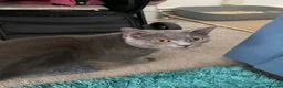 British Shorthair cats for sale: Lovely Male British Shorthair - Advert 7