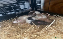 Rat rodents for sale: 4 male rats for sale + cage - Image 2