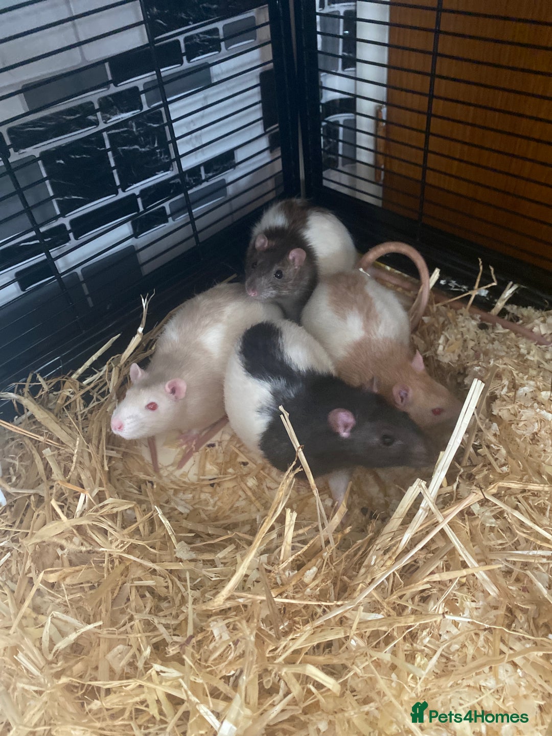 Rat rodents for sale: 4 male rats for sale + cage - Image 2