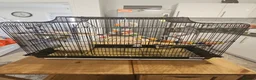 Parakeets birds for sale: 2 x parrotlets - Advert 5