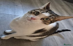 British Shorthair cats for sale: George the FREE cat.  - Image 4