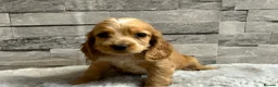 Cocker Spaniel dogs for sale: Show cocker spaniel puppies  - Advert 17