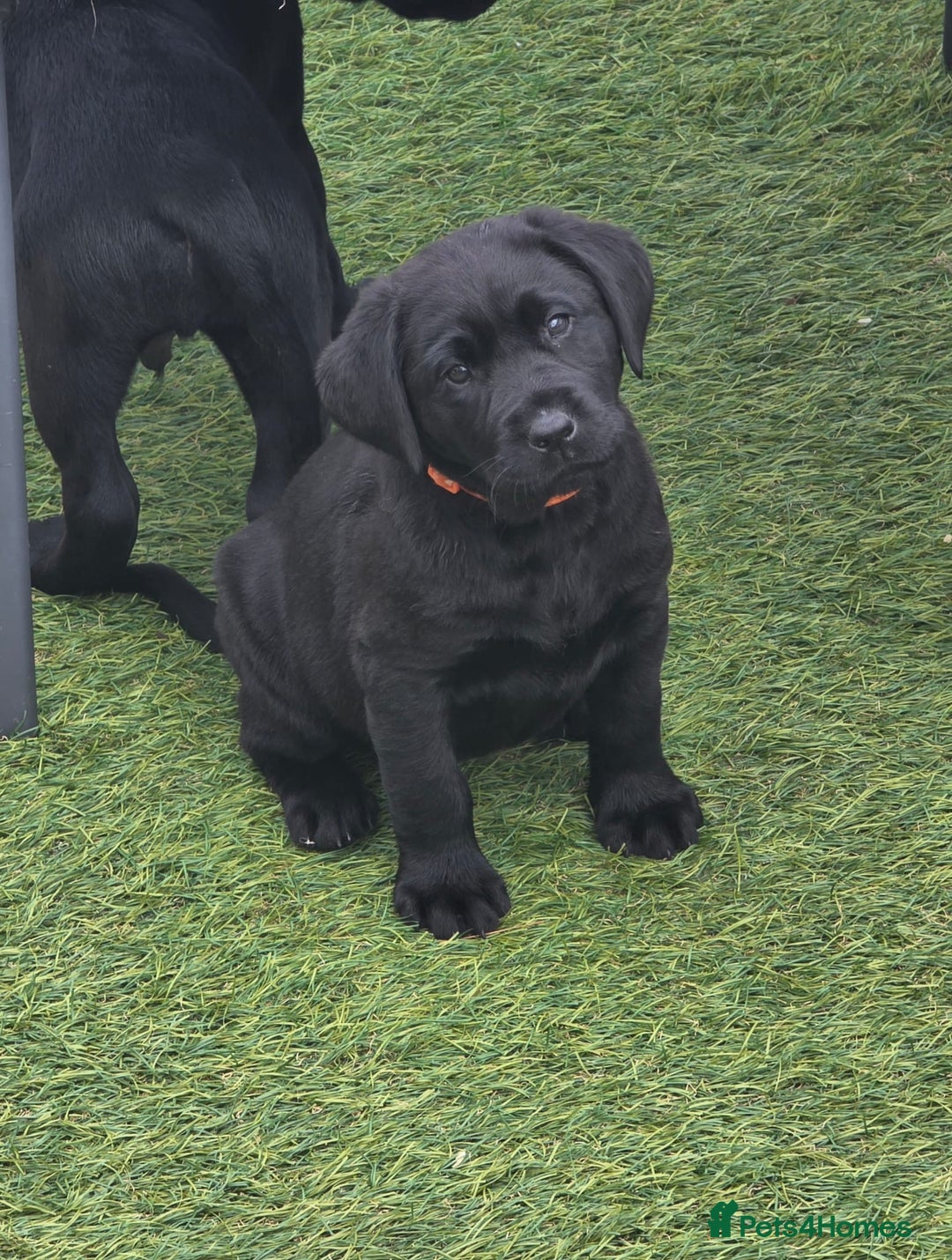 Labrador Retriever dogs for sale: Chunky male  black Labrador puppy  - Image 2
