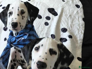 Dalmatian dogs Gorgeous Dalmation Brothers - Advert 10