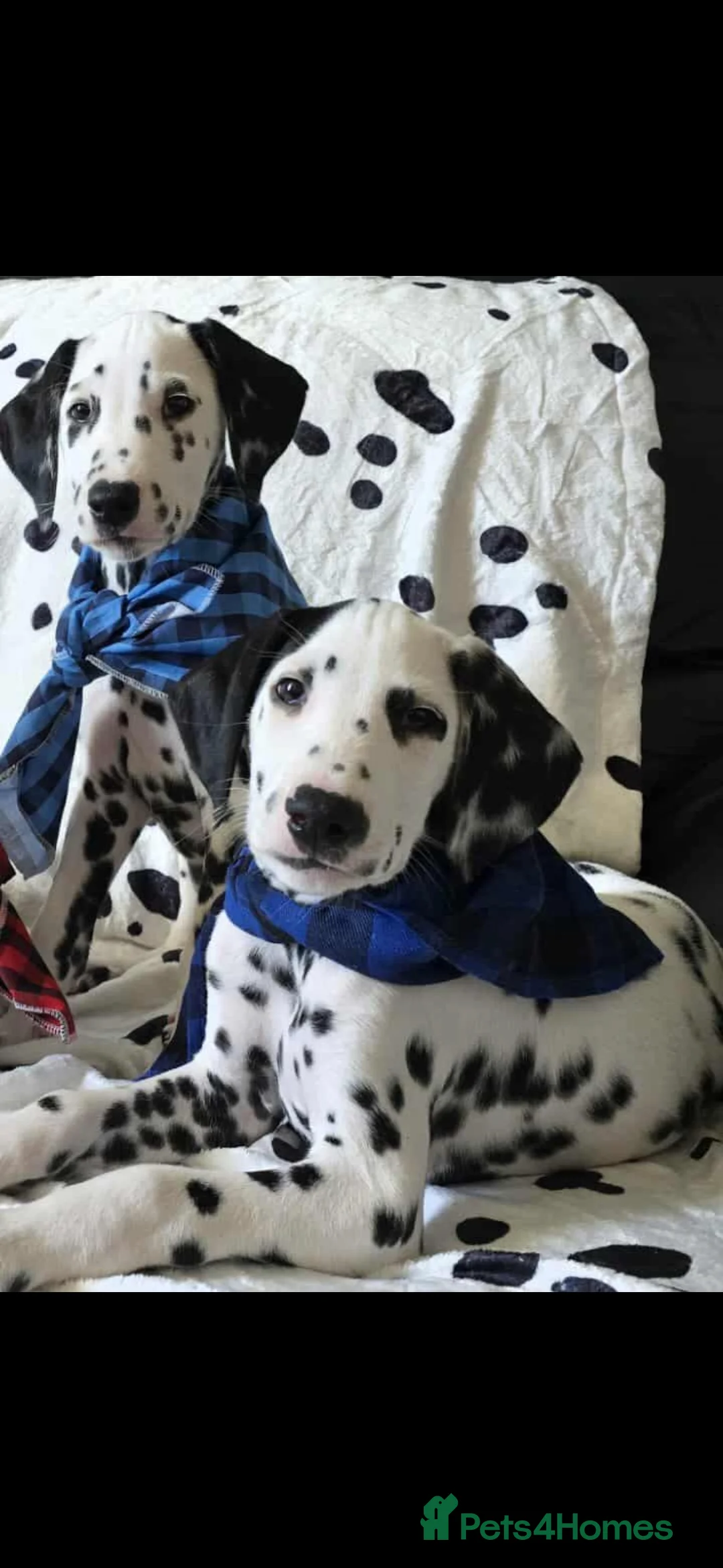 Dalmatian dogs for sale: Gorgeous Dalmation Brothers - Advert 1