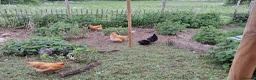 Chickens poultry for sale: Mixed point of lay chickens  - Advert 3