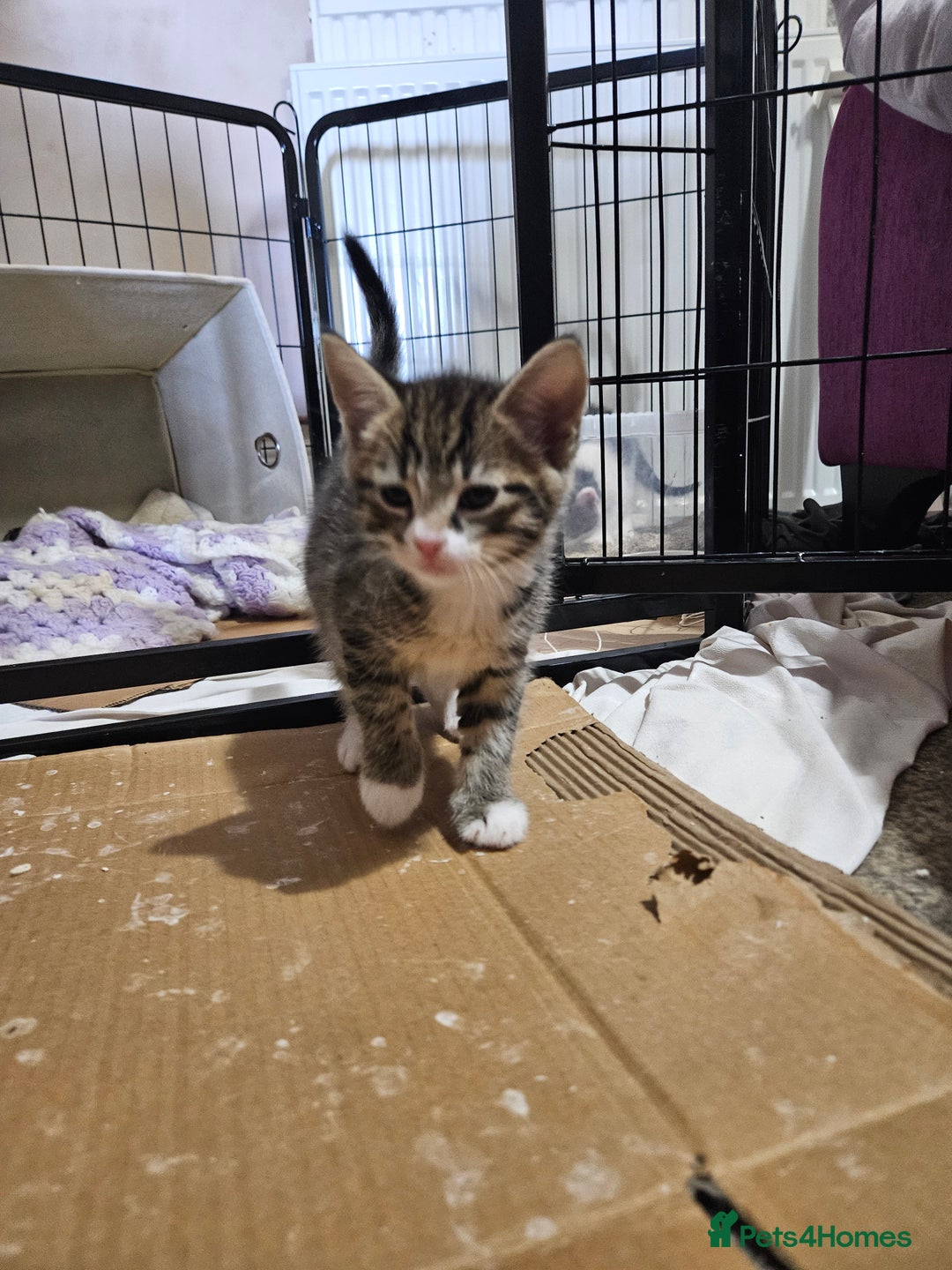 Domestic Shorthair cats for sale: Tabby kittens - Image 1