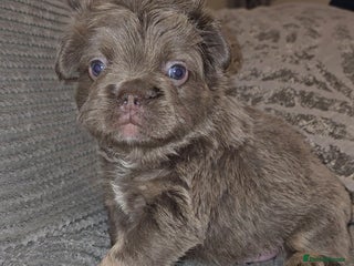 French Bulldog dogs Quality fluffy kc registered French bulldogs - Advert 2