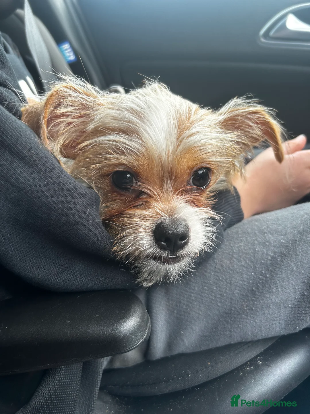 Mixed Breed dogs for sale: Chihuahua cross puppy - Advert 2