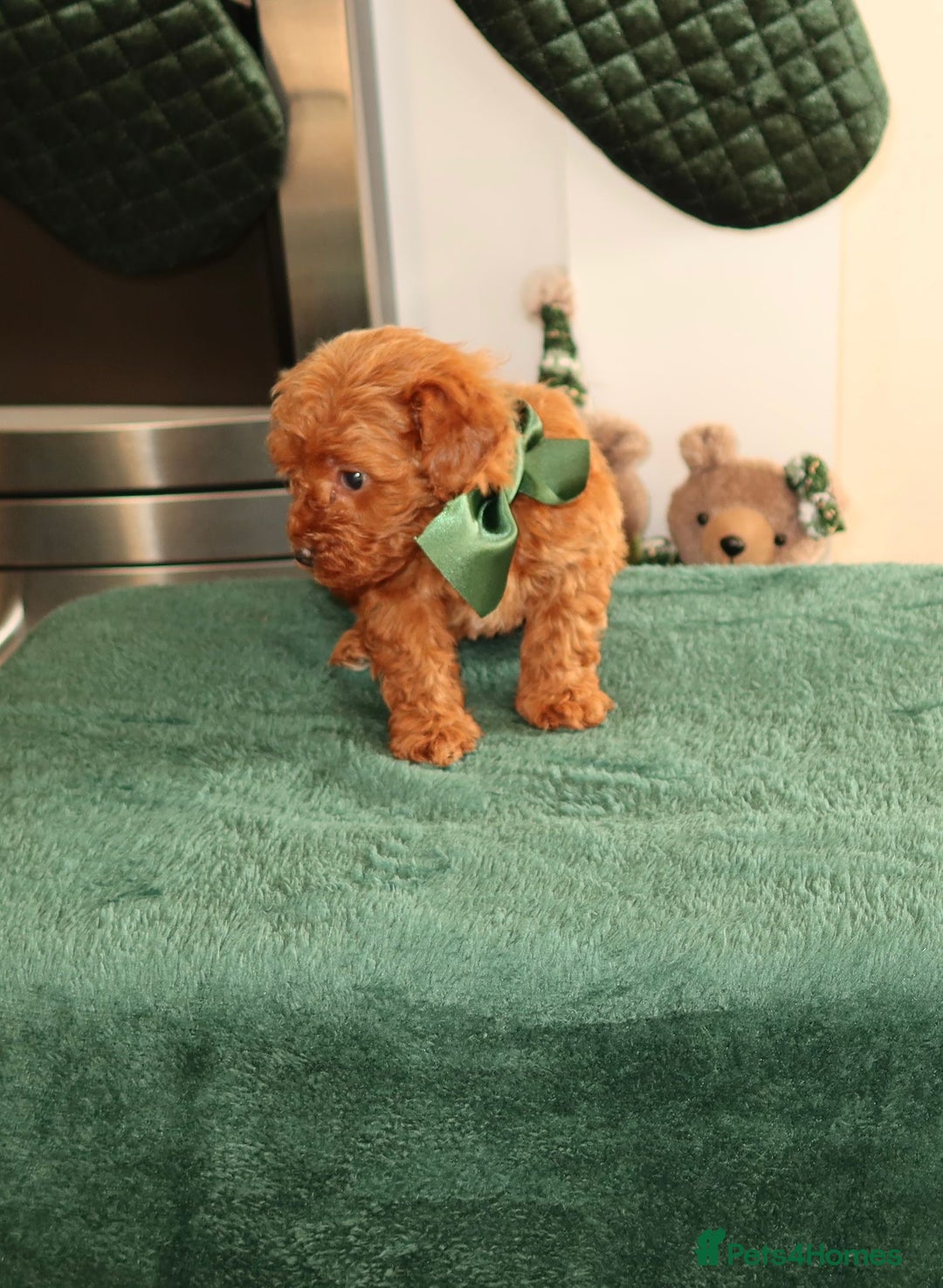 Maltipoo dogs for sale: Red Maltipoo boy 👑  - Advert 7