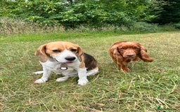 Bocker dogs for sale: Bocker Puppies for Sale - Image 15