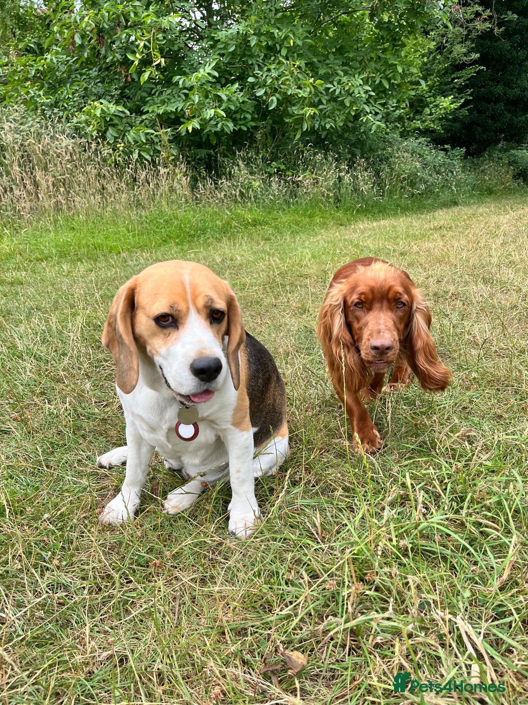 Bocker dogs for sale: Bocker Puppies for Sale - Image 15