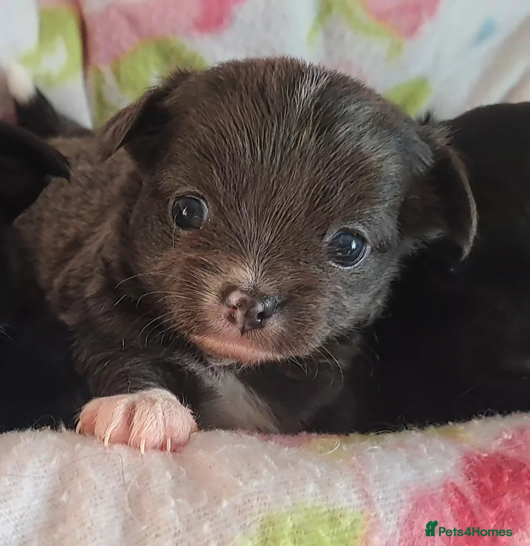 Chihuahua dogs for sale: 10 week old male long coat chihuahua pup - Advert 30