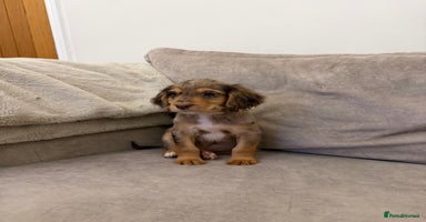 Cocker Spaniel dogs Cocker spaniel puppies  - Advert 1