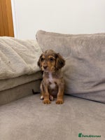 Cocker Spaniel dogs Cocker spaniel puppies - Advert 1