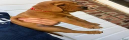 Labrador Retriever dogs for sale: Fox red labarador  - Advert 8