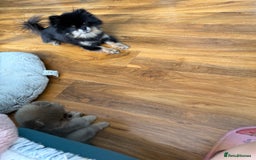 Pomeranian dogs for sale: Last female teddy face Pomeranian  - Image 2