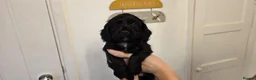 Cocker Spaniel dogs for sale: BEAUTIFUL COCKER SPANIEL PUPPIES FOR SALE in South Shields - Advert 5