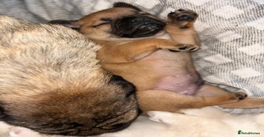 Mixed Breed dogs - Advert 4