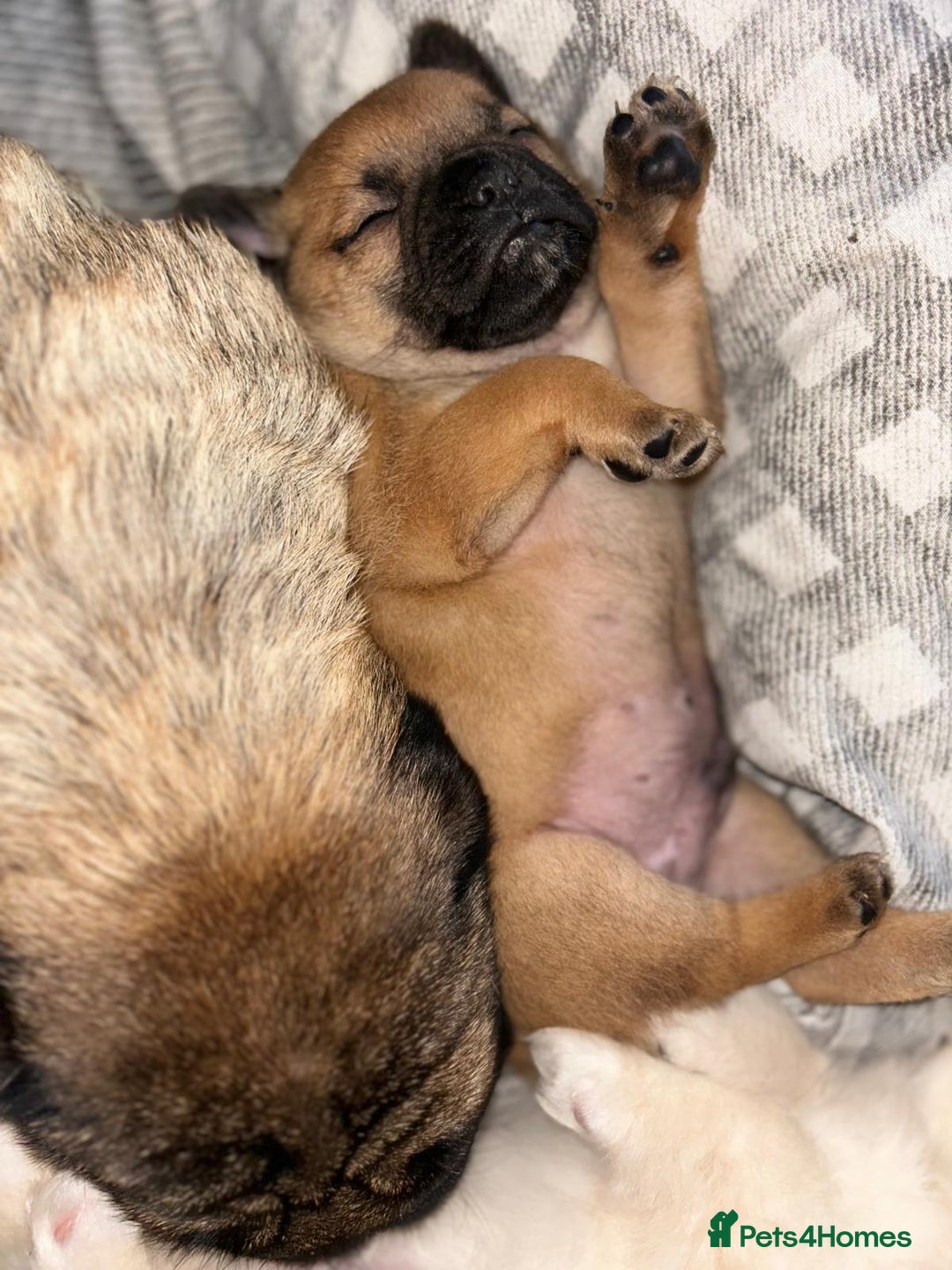 Mixed Breed dogs for sale: Pug Puppy  - Image 2