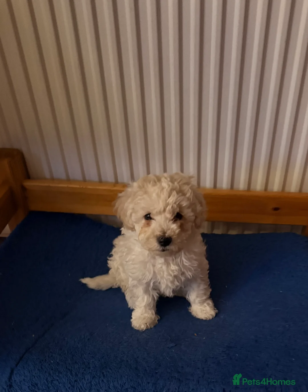 Shihpoo dogs for sale: Shihpoo - Advert 15