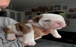 English Bulldog dogs for sale: KC Reg English Bulldog Pups - Image 22