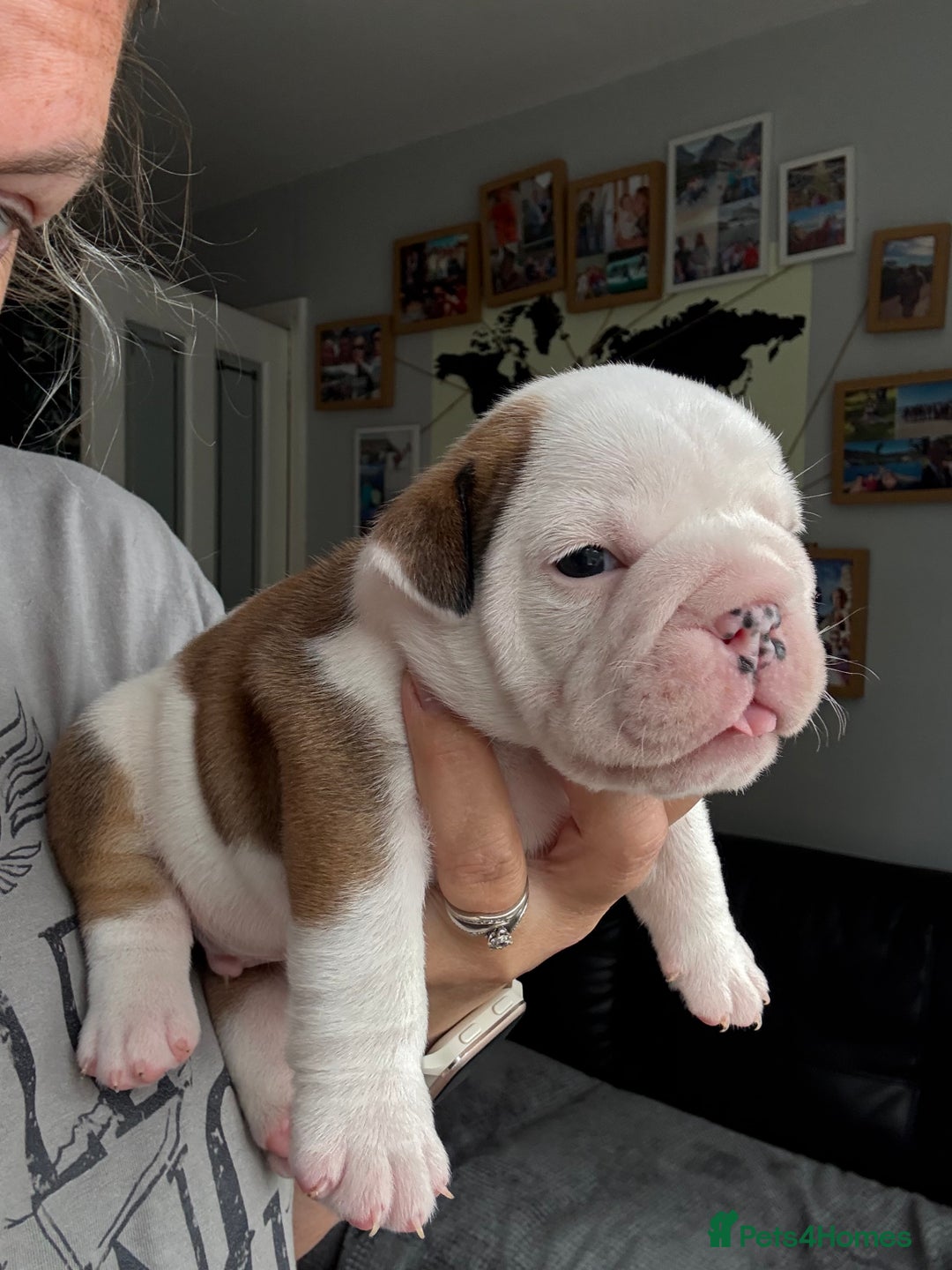 English Bulldog dogs for sale: KC Reg English Bulldog Pups - Image 22