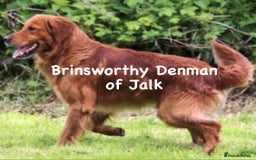 Golden Retriever dogs for sale: Dark Red Golden Retriever Pups  - Image 8