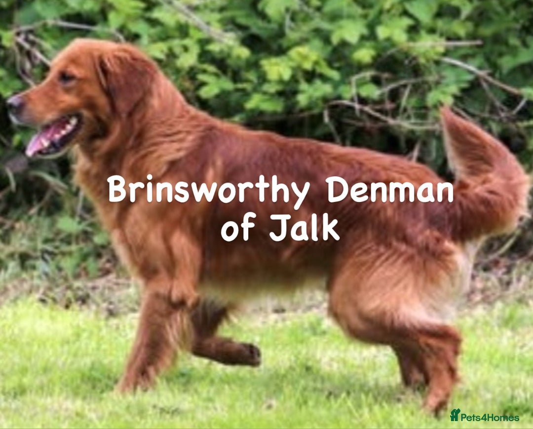 Golden Retriever dogs for sale: Dark Red Golden Retriever Pups  - Image 8