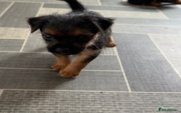 Mixed Breed dogs for sale: Border Terrier x Lakeland Terrier pups - Image 9