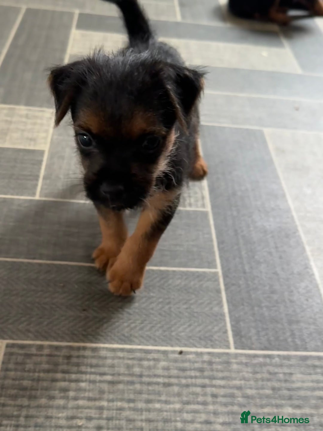 Mixed Breed dogs for sale: Border Terrier x Lakeland Terrier pups - Image 9