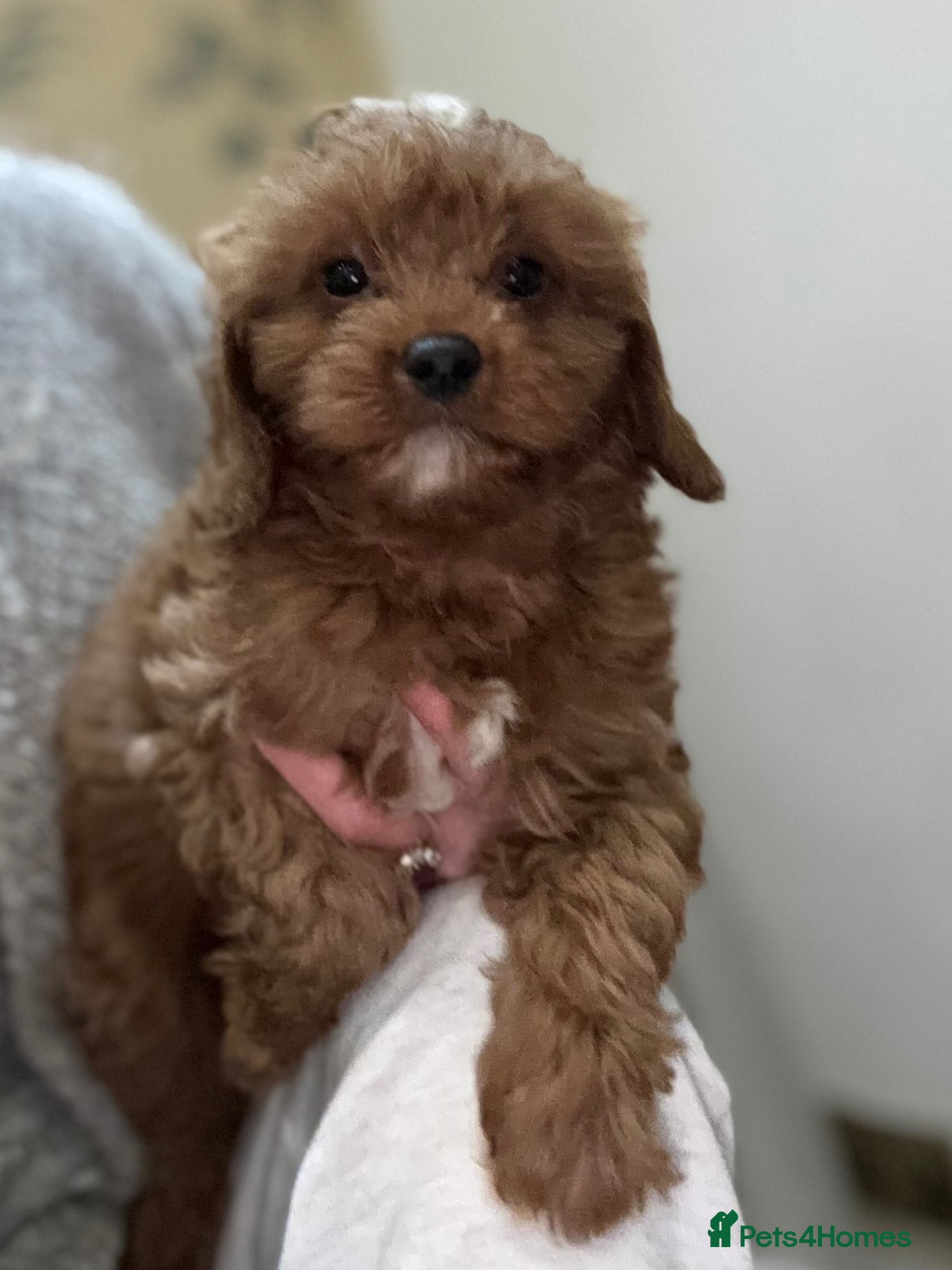 Cavapoo dogs Cavapoo boy pup  - Advert 10