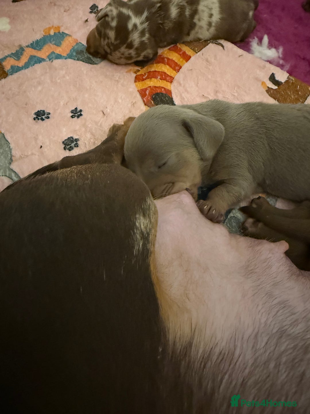 Miniature Dachshund dogs for sale: 🐾🌟KC Reg Miniature Dachshund Puppies🌟🐾 - Advert 17