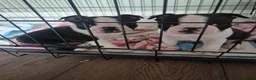 Boston Terrier dogs for sale: X2 Stunning Male Boston Terrier Puppies  in Newcastle upon Tyne - Advert 11