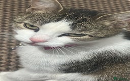 Asian cats for sale: Miss Lucy  - Image 3