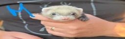 Ferret rodents for sale: Kits Half Bew Half Sandy in Stoke-on-Trent - Advert 7